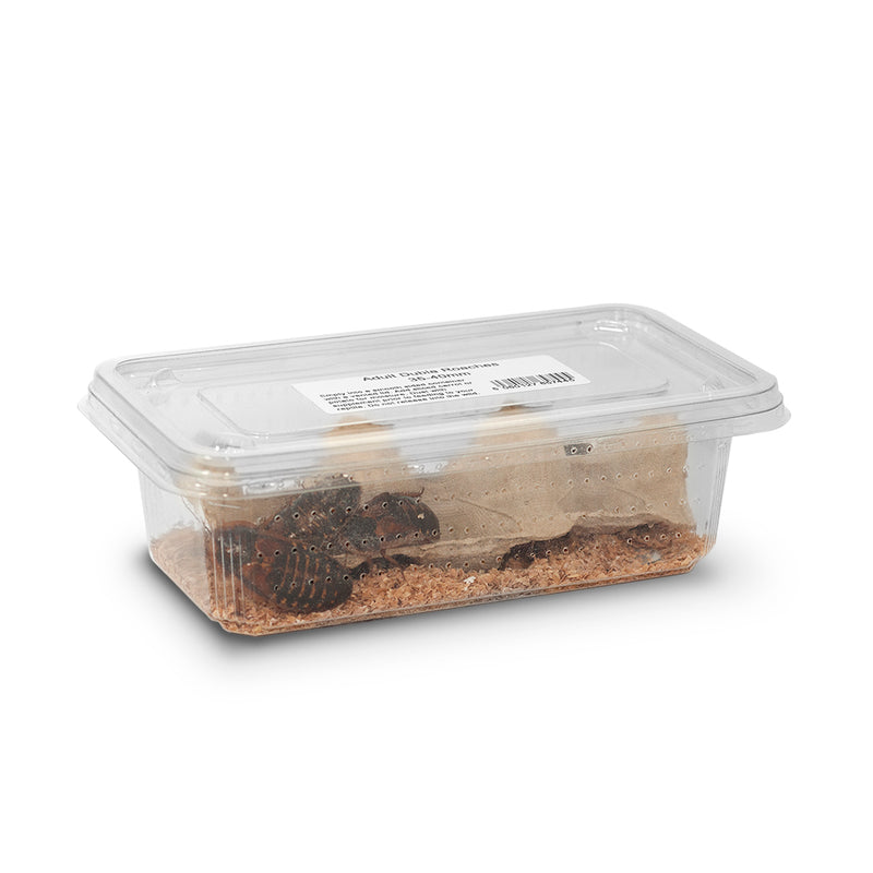 Dubia Roaches, Adult (35-40mm), 6 Pack