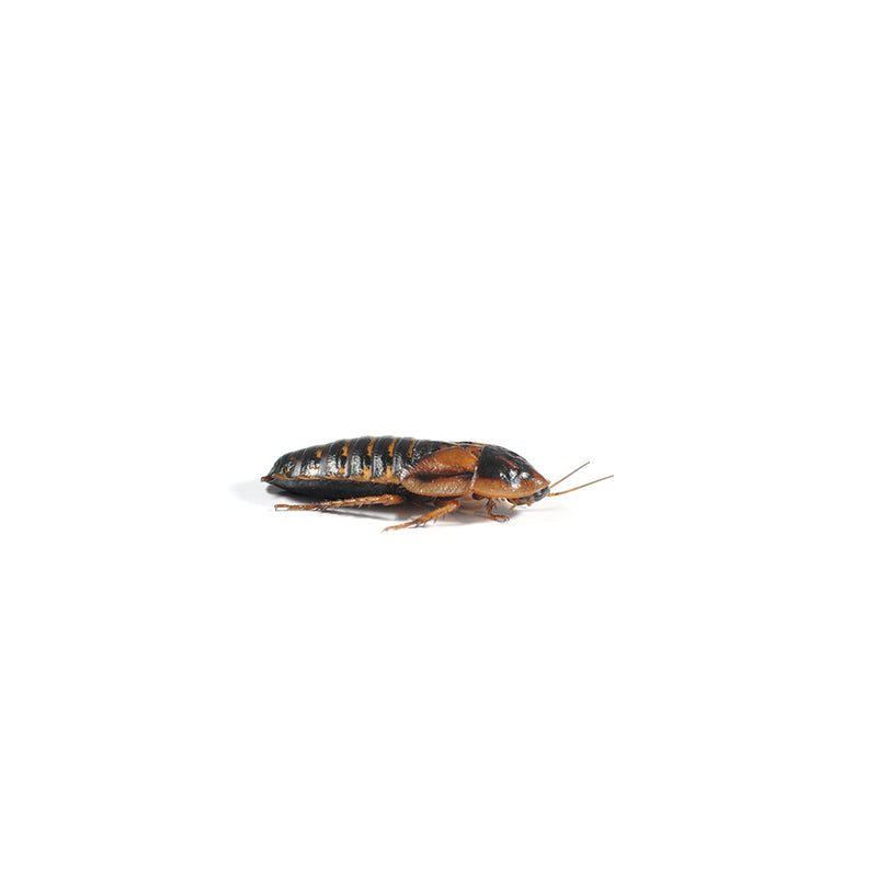 Dubia Roaches, Medium (15-20mm), 12 Pack