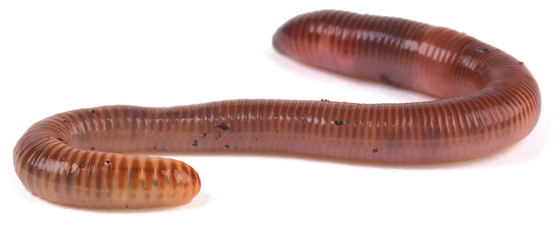 Earthworms, 50-75mm, Tub of 15