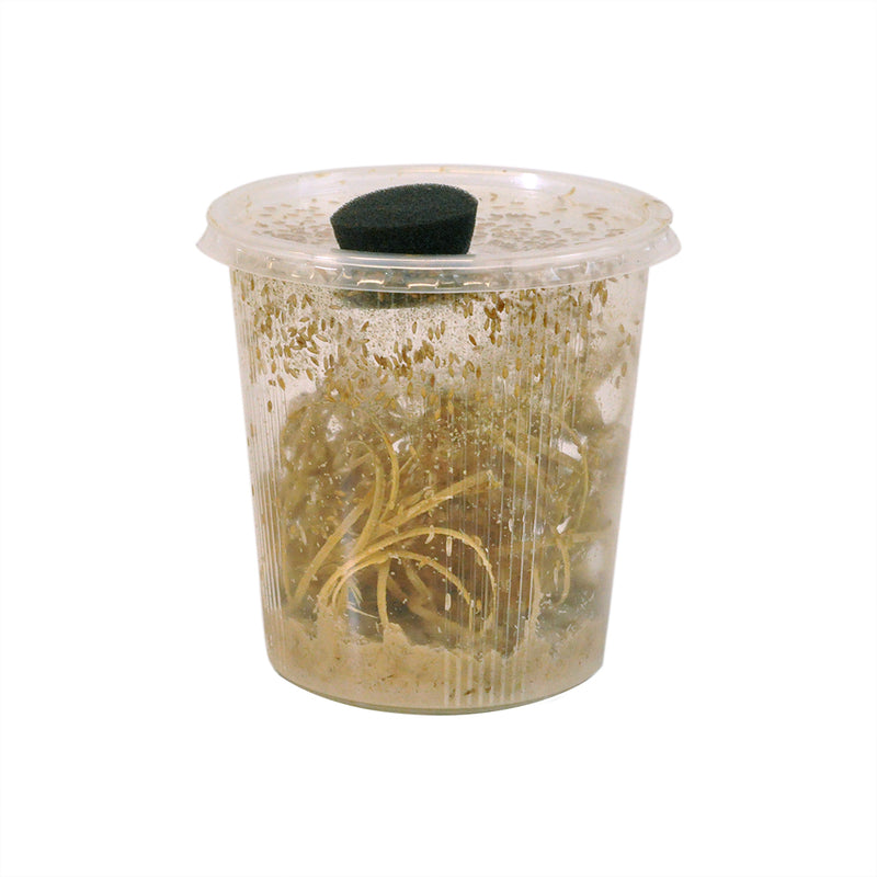 Small Fruit Fly, Bulk Pot