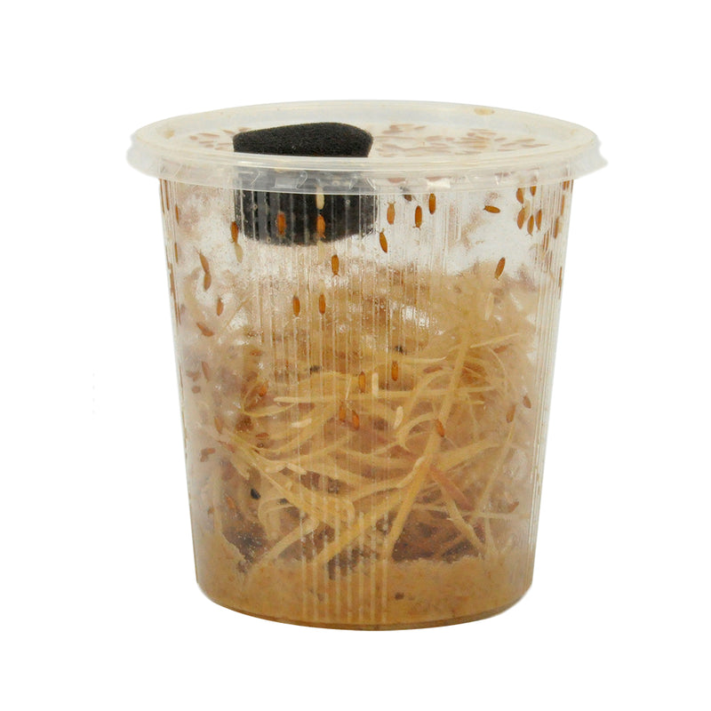 Large Fruit Fly, Bulk Pack
