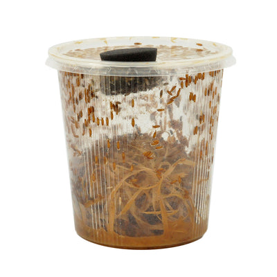 Large Fruit Fly, Bulk Pack