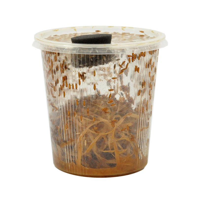 Large Fruit Fly, Bulk Pack