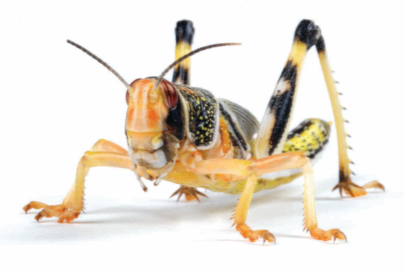 Adult Locust, 50-60mm, Pre-Pack (Approx 6)