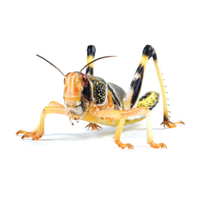 Extra Large Locust 5th Hopper, 36-42mm, Bulk Bag (Approx 100)
