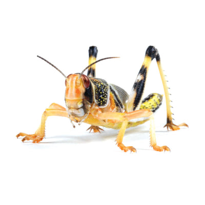 Medium Locust 3rd Hopper, Super Pack (Approx 25)