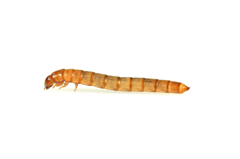 Mini Mealworms, 15-18mm, 40g Tub