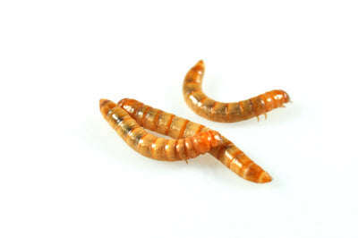 Mini Mealworms, 15-18mm, 40g Tub