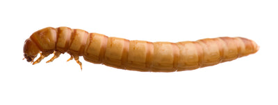 Mealworms, 18-26mm, 500g Bulk Bag