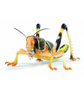 Locust Hopper, 1st, Tub