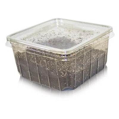 Springtails, 80g Tub