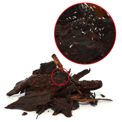 Springtails, 80g Tub