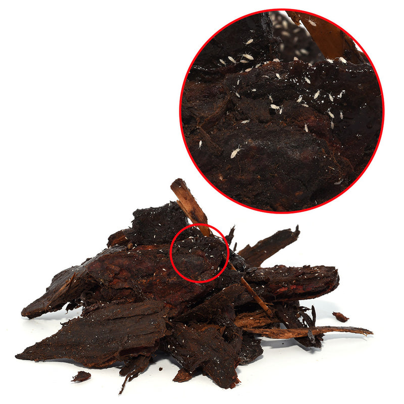 Springtails, 80g Tub
