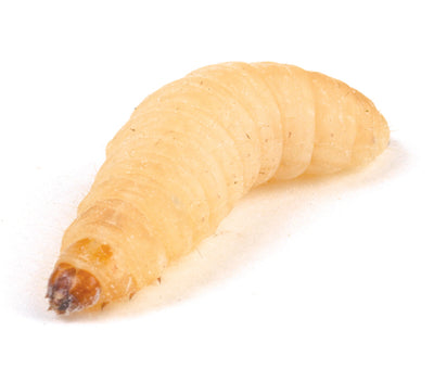 Waxmoth Larvae (Waxworms), 15-20mm, 40g Pot