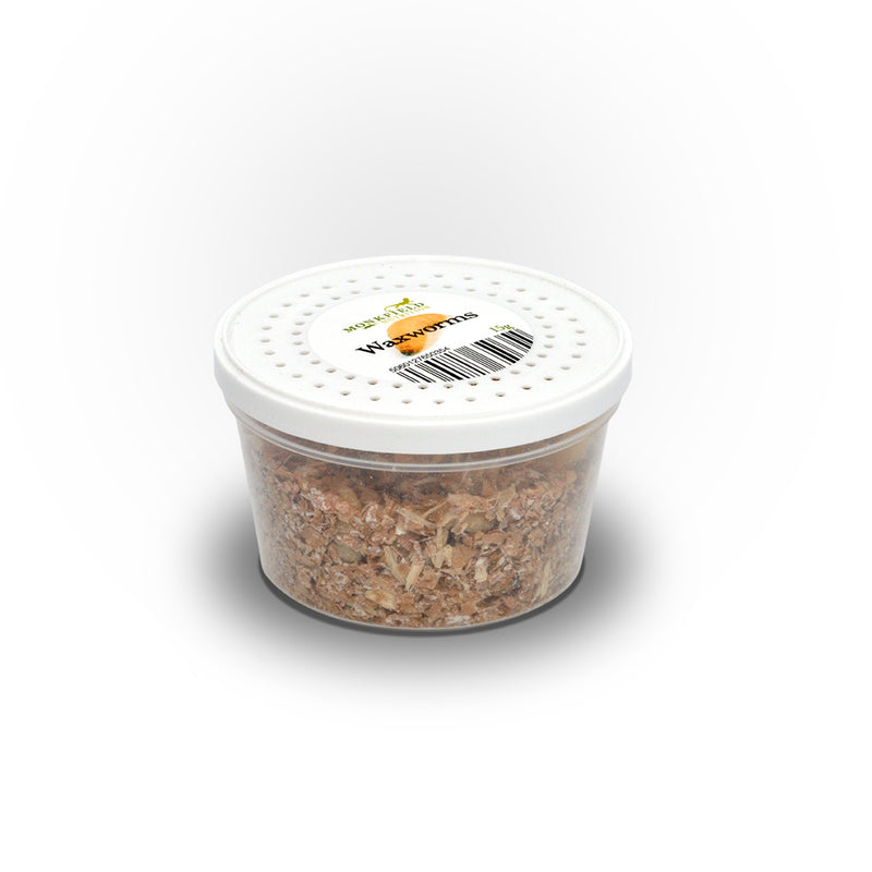 Waxmoth Larvae (Waxworms), 15-20mm, 40g Pot