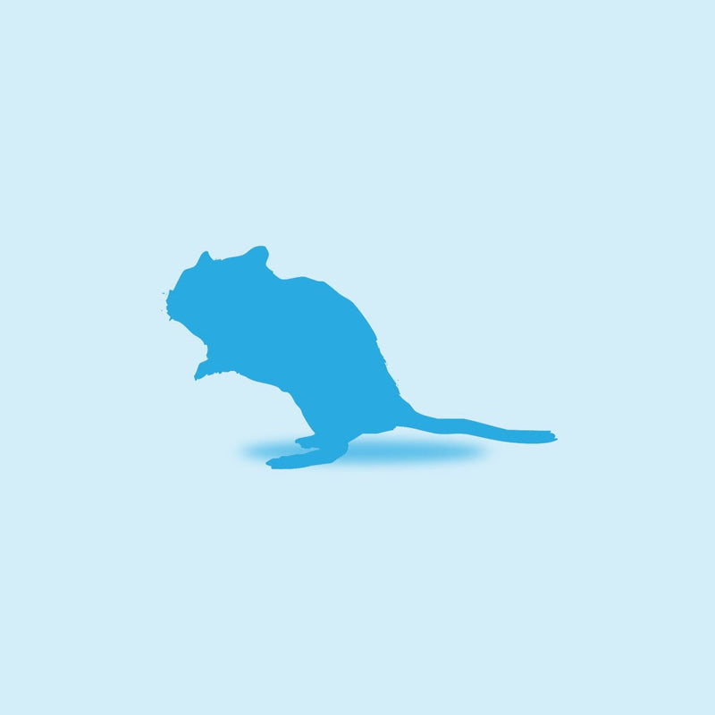 Gerbil, Individual
