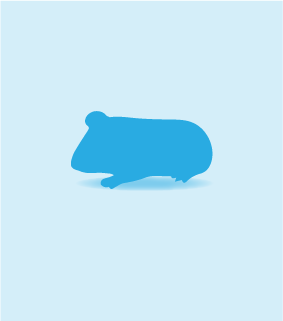 Guinea Pig, Large, >500g, Individual