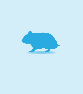 Hamster, Individual