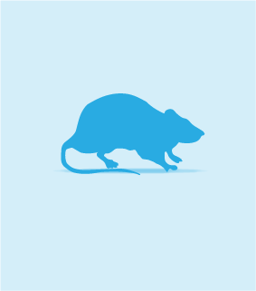 Large Weaner Rats, 51-100g, 10 Pack