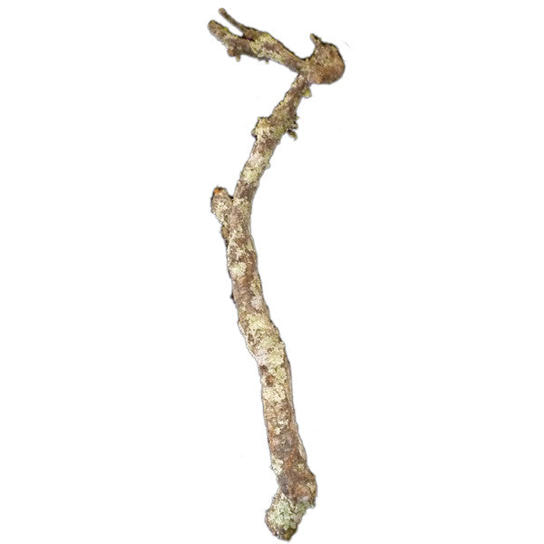 HabiStat Cork Branch, Approx 1m