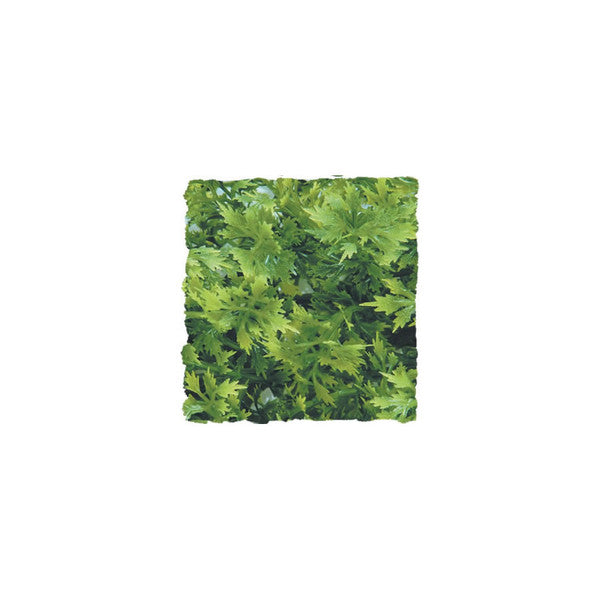 Zoo Med Australian Maple Plant, Medium, 46cm (18.11")