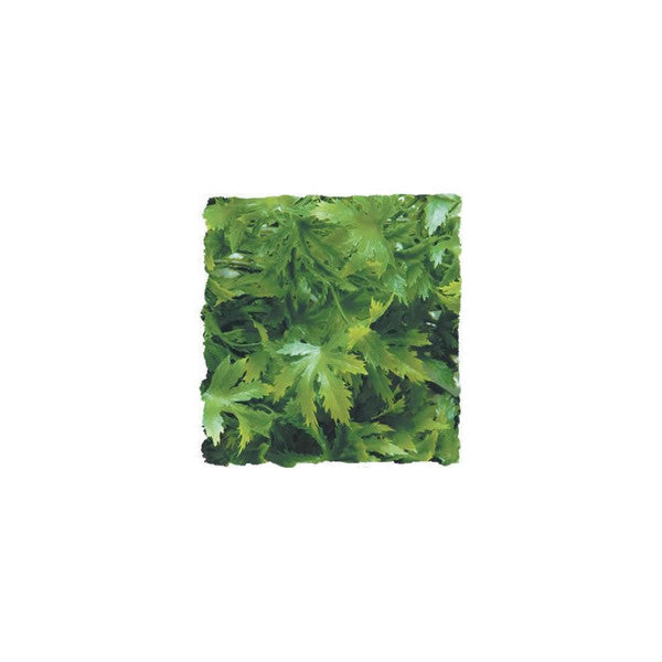 Zoo Med Cannabis Plant, Small, 36cm (14.2")
