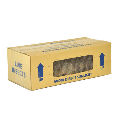 Black Crickets, Large, 25-30mm, Bulk Box (Approx 500)