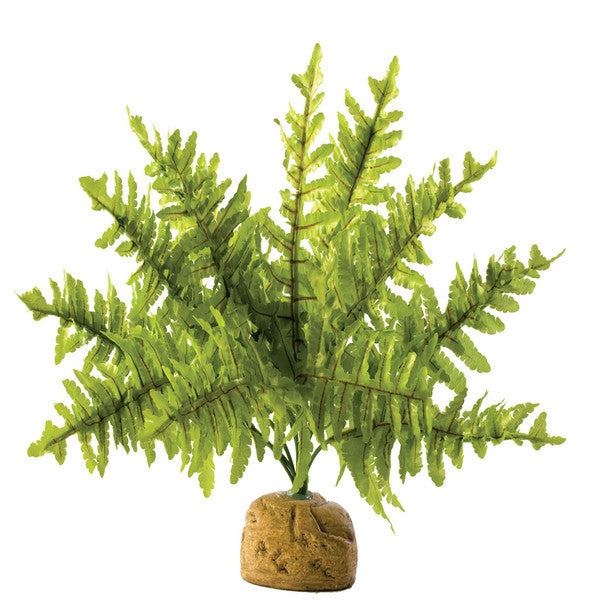 Exo Terra Boston Fern, Small