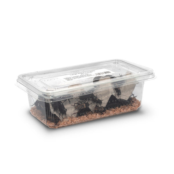 Black Crickets, 4th, 12-18mm, Tub (Approx 100)