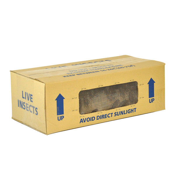 4th House Brown Crickets (12-14mm), Bulk Box 1000