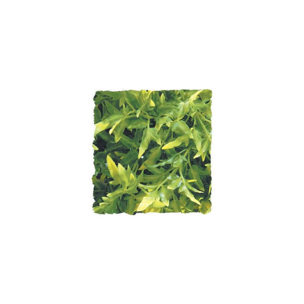 Zoo Med Bolivian Croton Plant, Small, 36cm (14.2")