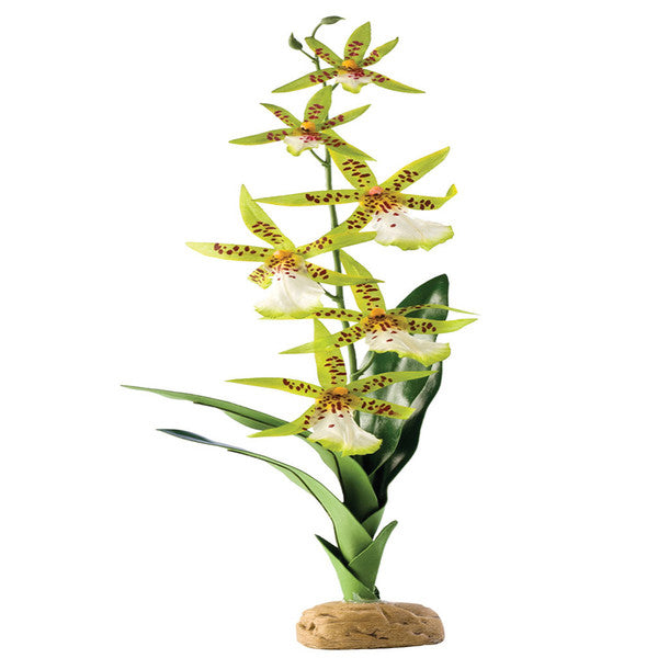 Exo Terra Spider Orchid