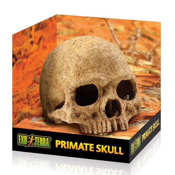 Exo Terra Primate Skull, Medium