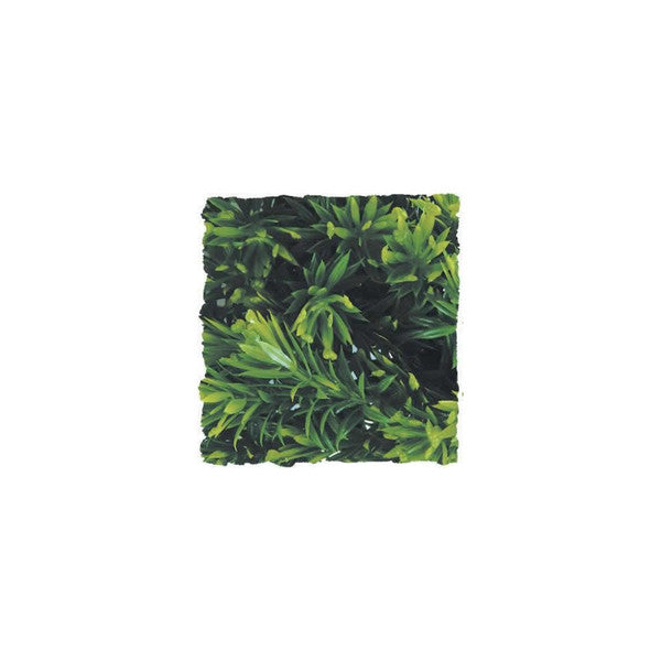 Zoo Med Borneo Star Plant, Small, 36cm (14.2")