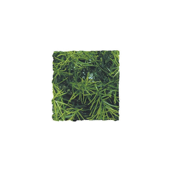 Zoo Med Cashuarina Plant, Small, 36cm (14.2")