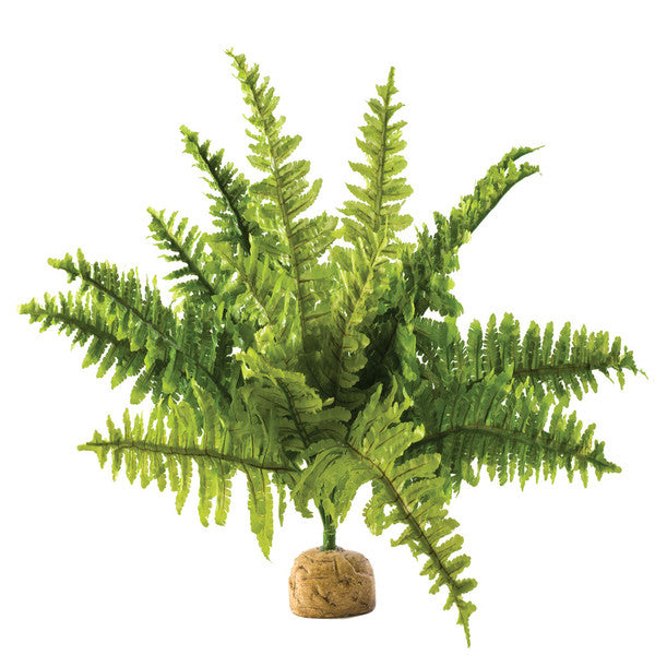 Exo Terra Boston Fern, Medium