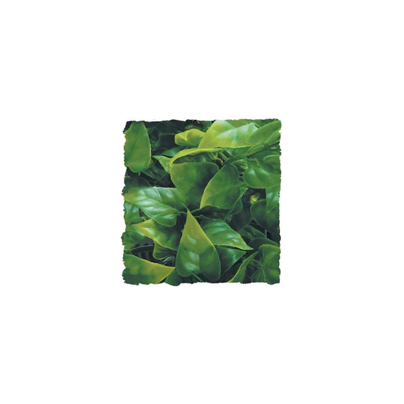 Zoo Med Mexican Phyllo Plant, Small, 36cm (14.2")