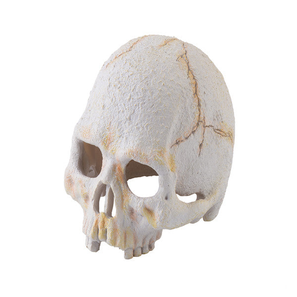 Exo Terra Primate Skull, Small